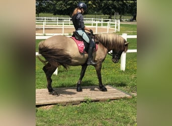 Caballos islandeses, Caballo castrado, 13 años, 145 cm, Bayo