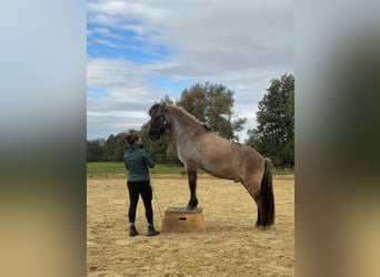 Caballos islandeses, Caballo castrado, 13 años, 145 cm, Bayo