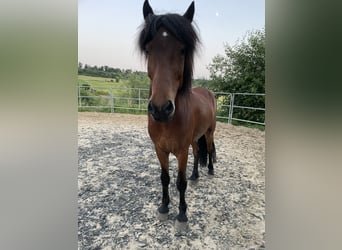 Caballos islandeses, Caballo castrado, 13 años, 145 cm, Castaño