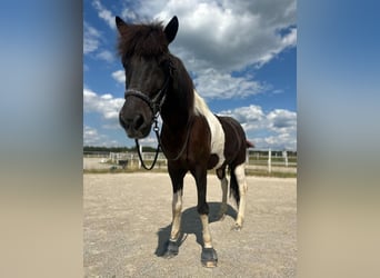 Caballos islandeses, Caballo castrado, 13 años, 145 cm, Pío