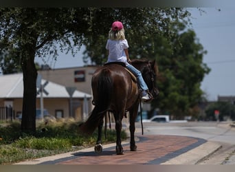 Caballos islandeses, Caballo castrado, 14 años, 135 cm, Negro