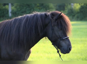 Caballos islandeses, Caballo castrado, 14 años, 137 cm, Negro