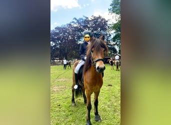 Caballos islandeses, Caballo castrado, 14 años, 139 cm, Castaño