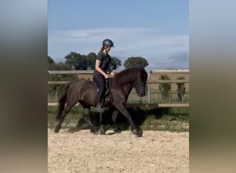 Caballos islandeses, Caballo castrado, 14 años, 140 cm, Negro