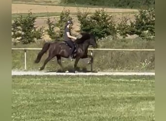 Caballos islandeses, Caballo castrado, 14 años, 140 cm, Negro