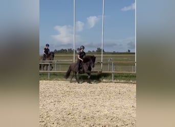 Caballos islandeses, Caballo castrado, 14 años, 140 cm, Negro