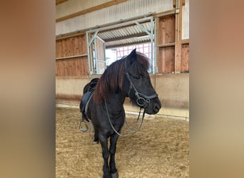 Caballos islandeses, Caballo castrado, 14 años, 140 cm, Negro