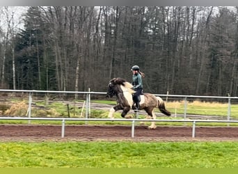 Caballos islandeses, Caballo castrado, 14 años, 140 cm, Pío