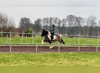 Caballos islandeses, Caballo castrado, 14 años, 140 cm, Pío