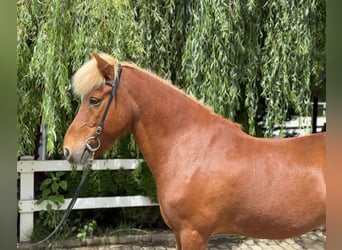 Caballos islandeses, Caballo castrado, 14 años, 142 cm, Alazán