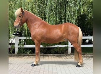 Caballos islandeses, Caballo castrado, 14 años, 142 cm, Alazán