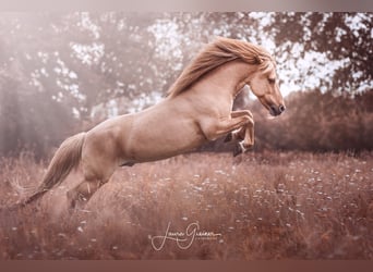 Caballos islandeses, Caballo castrado, 14 años, 142 cm, Bayo