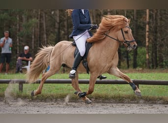 Caballos islandeses, Caballo castrado, 14 años, 142 cm, Bayo
