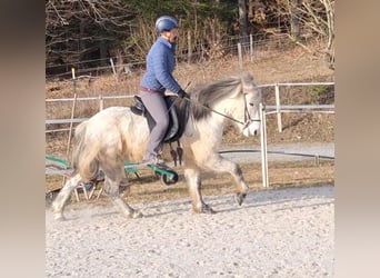 Caballos islandeses, Caballo castrado, 14 años, 142 cm, Tordo rodado