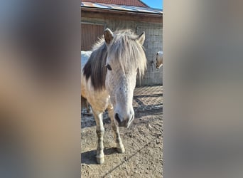 Caballos islandeses, Caballo castrado, 14 años, 142 cm, Tordo rodado