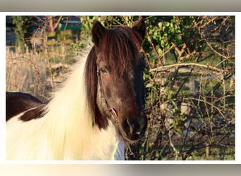 Caballos islandeses, Caballo castrado, 14 años, 143 cm, Pío