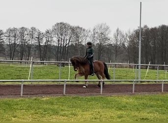 Caballos islandeses, Caballo castrado, 14 años, 147 cm, Castaño