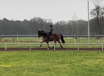 Caballos islandeses, Caballo castrado, 14 años, 147 cm, Castaño