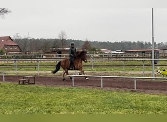 Caballos islandeses, Caballo castrado, 14 años, 147 cm, Castaño