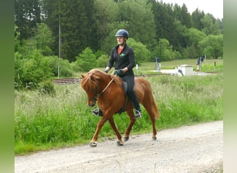 Caballos islandeses, Caballo castrado, 15 años, 139 cm, Bayo