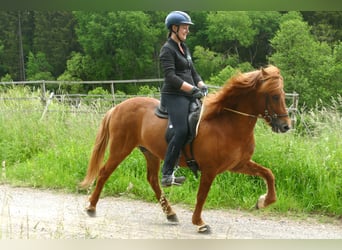 Caballos islandeses, Caballo castrado, 15 años, 139 cm, Bayo