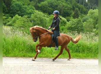 Caballos islandeses, Caballo castrado, 15 años, 139 cm, Bayo