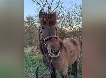 Caballos islandeses Mestizo, Caballo castrado, 15 años, 140 cm, Castaño oscuro