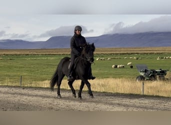 Caballos islandeses, Caballo castrado, 15 años, 140 cm, Negro