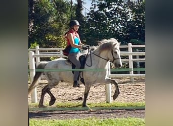 Caballos islandeses, Caballo castrado, 15 años, 144 cm, Tordo rodado