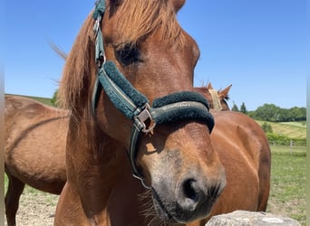 Caballos islandeses Mestizo, Caballo castrado, 15 años, 147 cm, Alazán