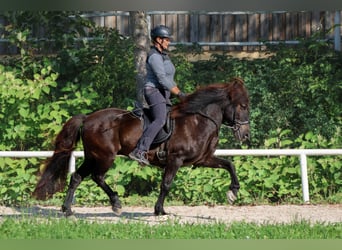 Caballos islandeses, Caballo castrado, 15 años, Negro