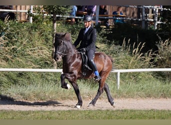 Caballos islandeses, Caballo castrado, 15 años, Negro