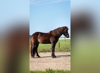 Caballos islandeses, Caballo castrado, 15 años, Negro