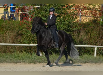 Caballos islandeses, Caballo castrado, 15 años, Negro