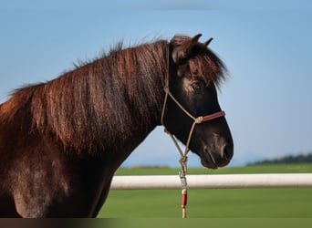 Caballos islandeses, Caballo castrado, 15 años, Negro