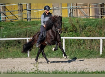 Caballos islandeses, Caballo castrado, 15 años, Negro