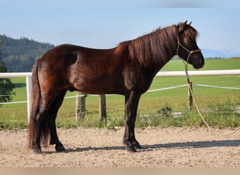 Caballos islandeses, Caballo castrado, 15 años, Negro