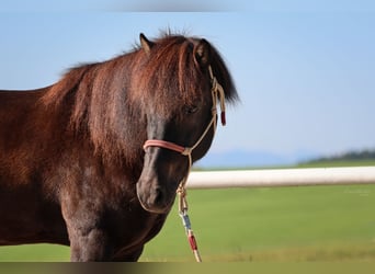 Caballos islandeses, Caballo castrado, 15 años, Negro