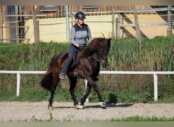 Caballos islandeses, Caballo castrado, 15 años, Negro