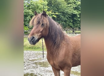 Caballos islandeses, Caballo castrado, 16 años, 133 cm, Castaño rojizo