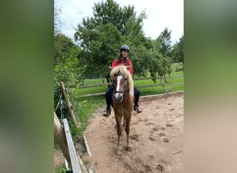 Caballos islandeses, Caballo castrado, 16 años, 137 cm, Alazán