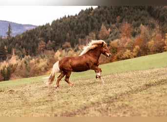 Caballos islandeses Mestizo, Caballo castrado, 16 años, 140 cm, Alazán