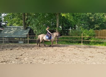 Caballos islandeses, Caballo castrado, 16 años, 141 cm, Bayo