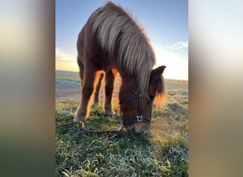 Caballos islandeses, Caballo castrado, 16 años, 143 cm, Alazán
