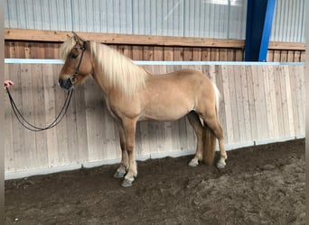 Caballos islandeses, Caballo castrado, 16 años, 148 cm, Bayo