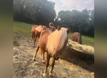 Caballos islandeses, Caballo castrado, 17 años, 137 cm, Alazán
