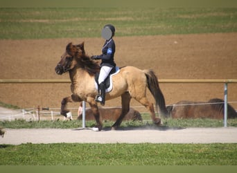 Caballos islandeses, Caballo castrado, 17 años, 139 cm, Bayo