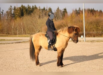 Caballos islandeses, Caballo castrado, 17 años, 139 cm, Bayo