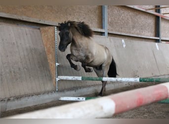 Caballos islandeses, Caballo castrado, 17 años, 139 cm, Bayo