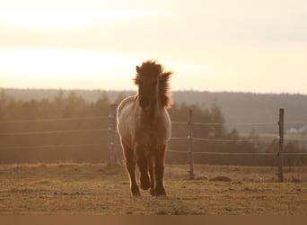 Caballos islandeses, Caballo castrado, 17 años, 139 cm, Bayo